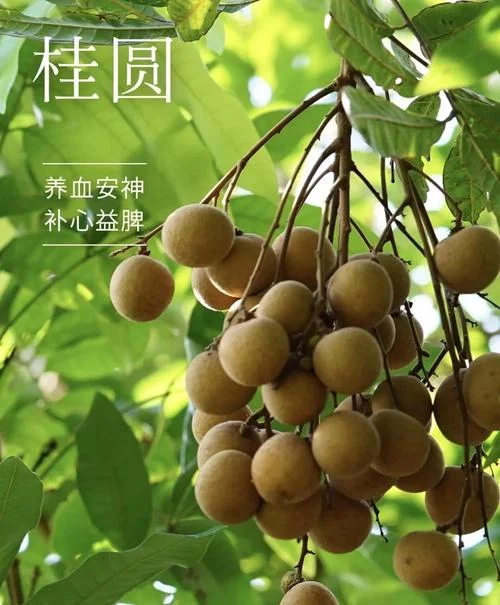水果龙眼又叫什么名字_1