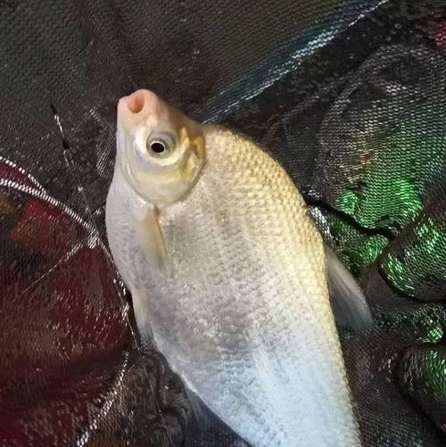 什么是鳊鱼_1