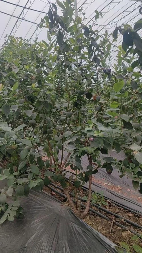 4年蓝莓树一亩产多少斤_1