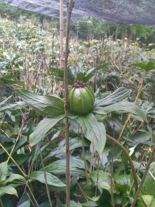 重楼产量一亩多少斤_2