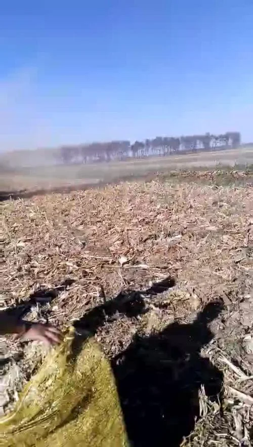 一亩地产多少玉米秸秆_1
