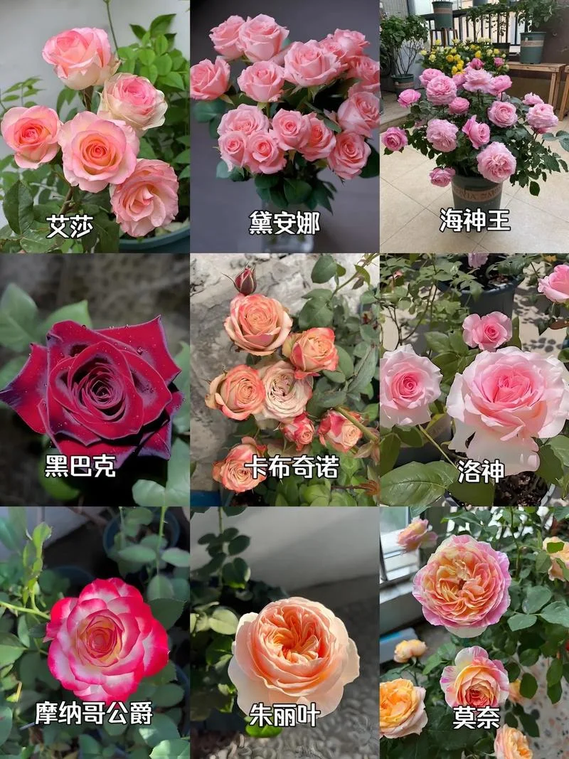 月季几月开花_1