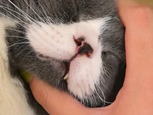 梦到猫被吓醒_2