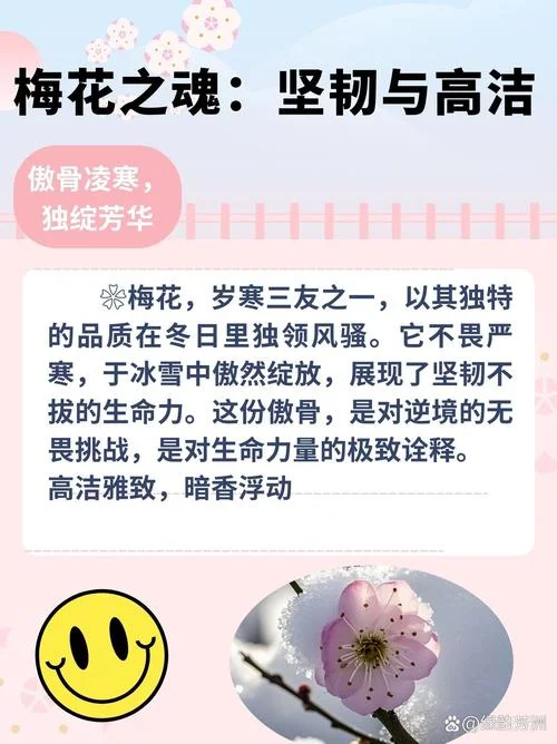 梅花的精神和感悟_1