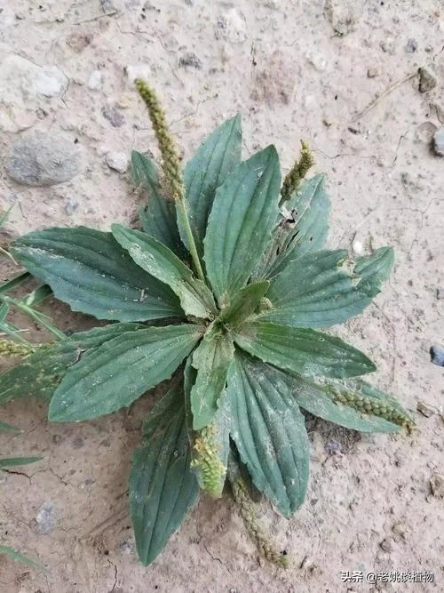 梦见拉一大车草-梦载满车草