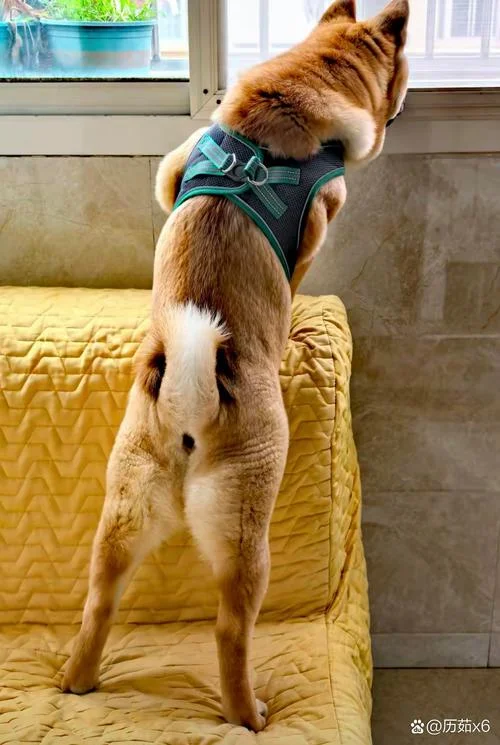 梦见家里养了好多狗-梦见家中群犬