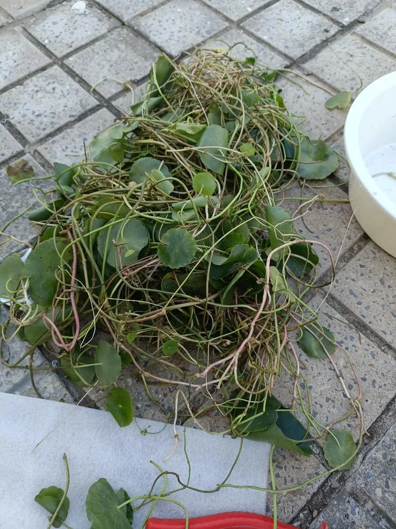 梦见铜钱草有什么预兆_2