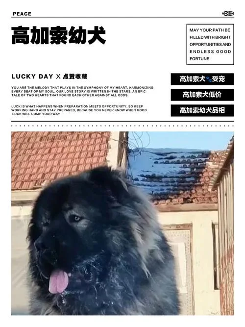 1年的高加索犬多大-一年高加索犬多大