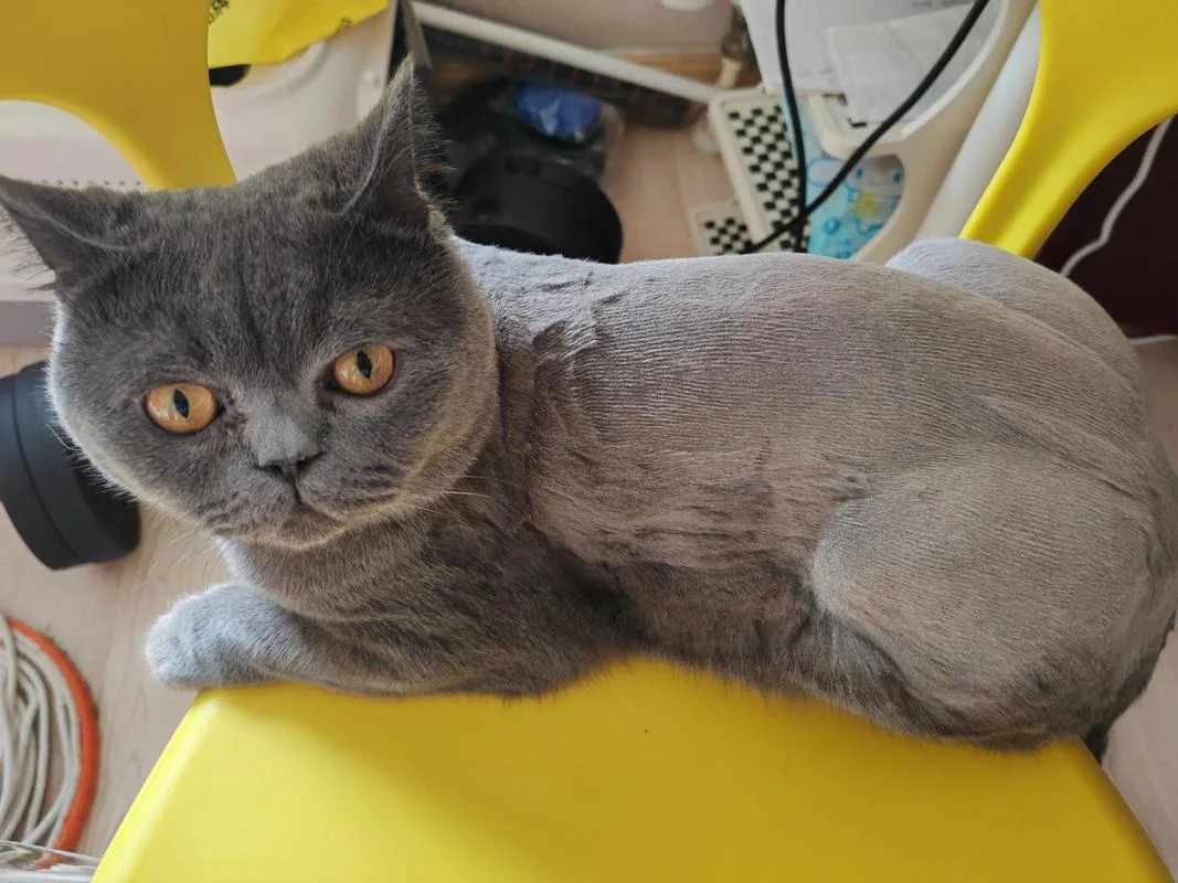 梦见猫被剃毛-梦猫被剃毛