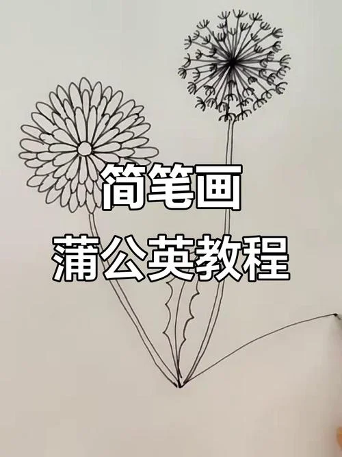 芥叶蒲公英简笔画_1