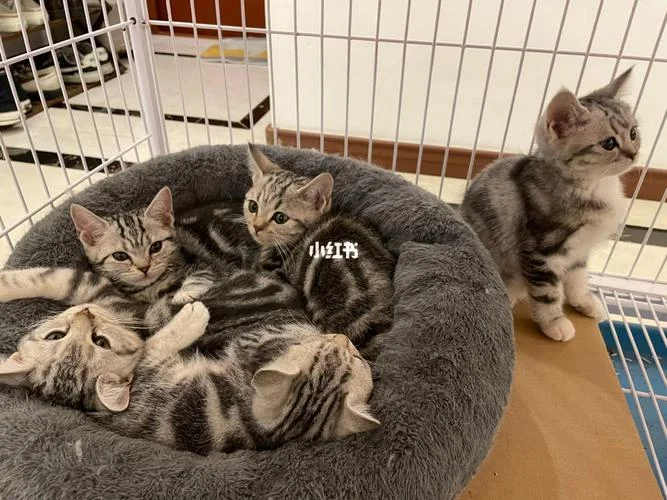 女人梦见很多猫在路上-梦中路见群猫