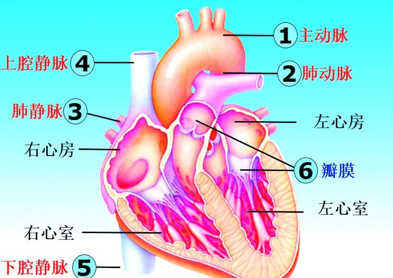 心脏的学名叫什么-心脏学名别称