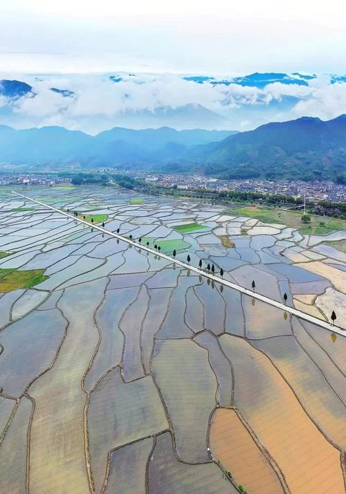 梦见水田_2