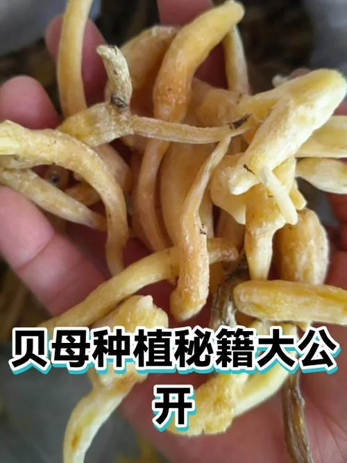 种植贝母一亩投资多少_1
