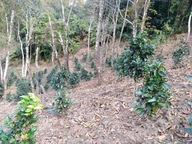 破坏林地多少亩为犯罪_1