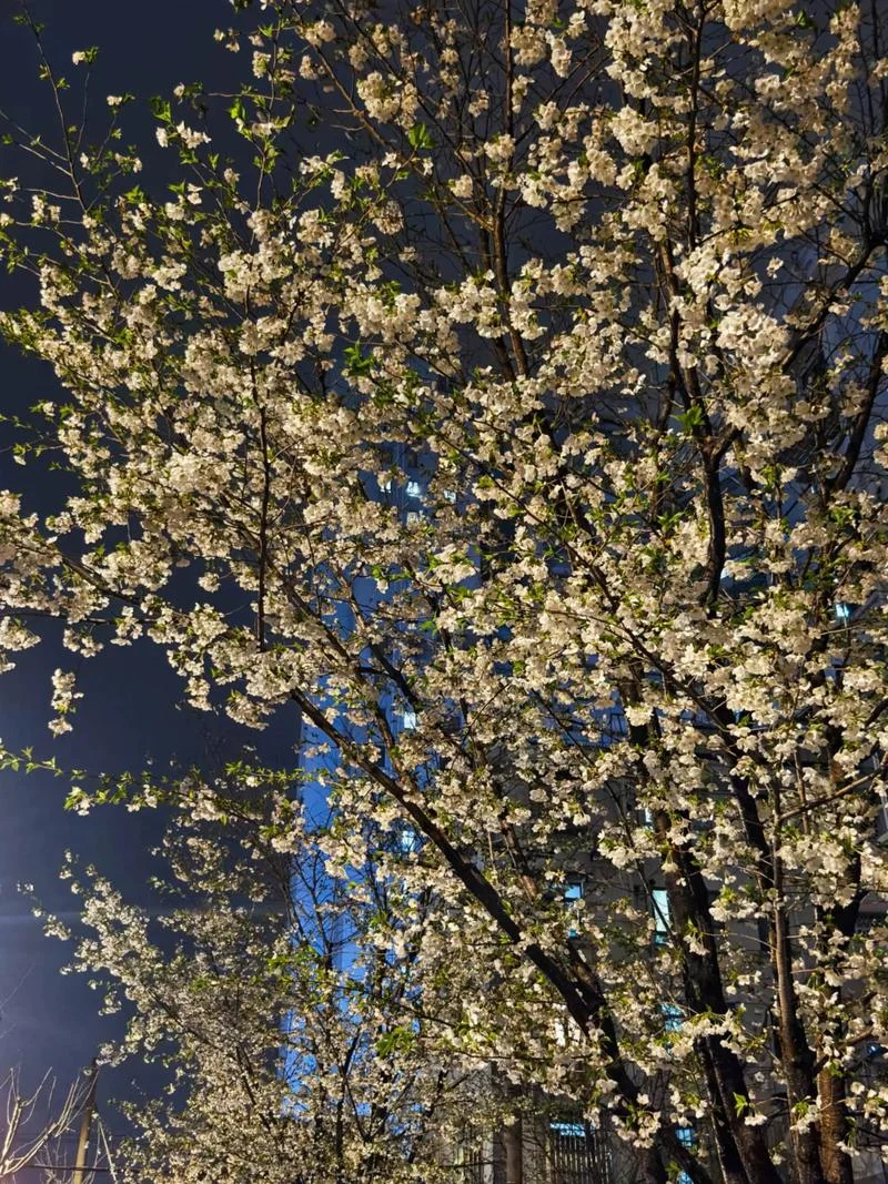 樱花樱花想见你出自哪_1