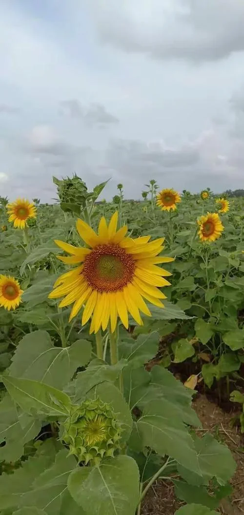 小木船的葵花田读后感_1