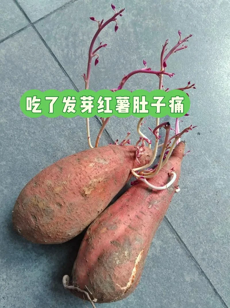 孕妇梦见自己吃红薯_2