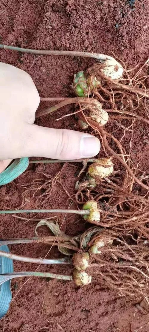 一亩黄精种植多少棵_2