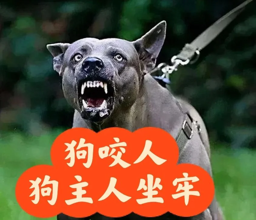 梦见狗咬自己衣服_1
