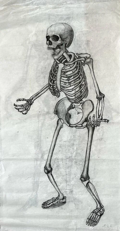 画画怎么学解剖-画画如何学解剖