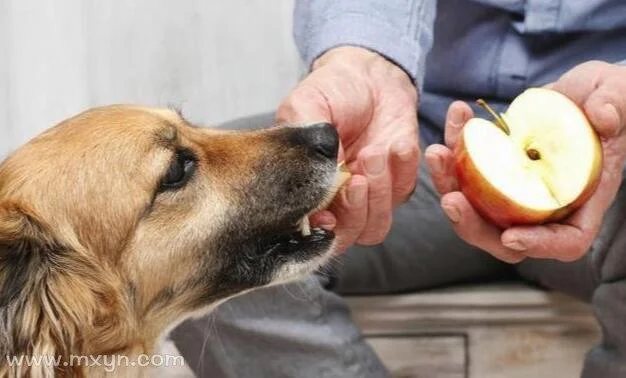 梦见自己喂狗-梦中饲犬