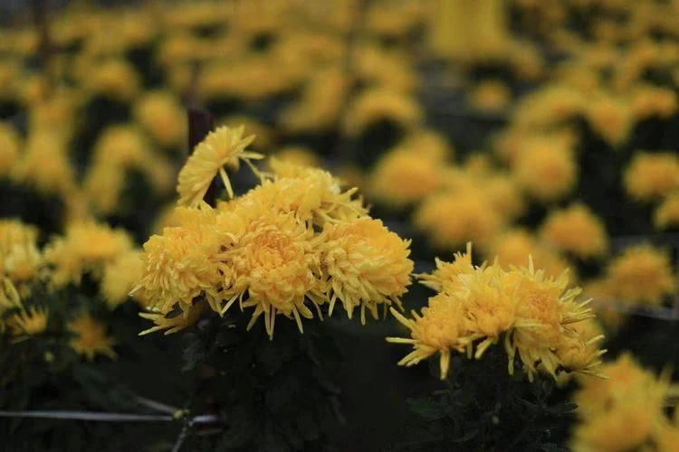 野菊花几月份开花-野菊花几月开花