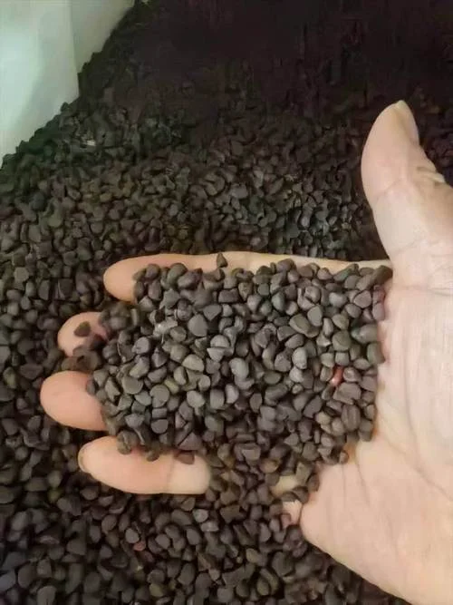牵牛子的别名叫什么_2