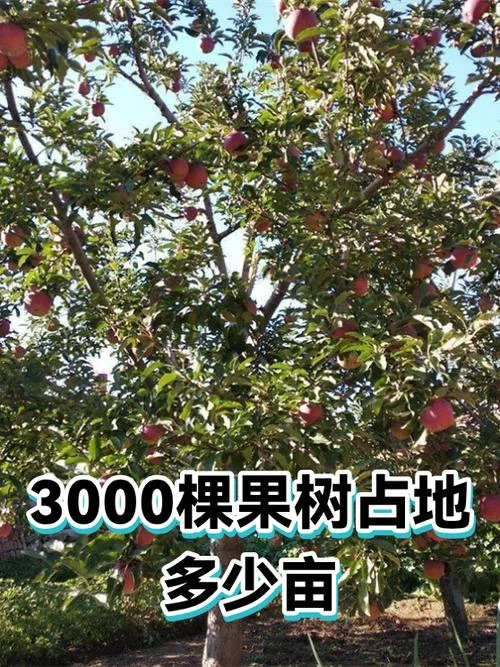 苹果树一亩地种多少棵_2