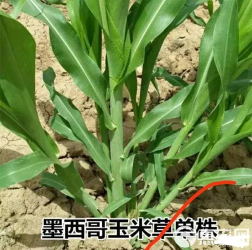 一亩地多少玉米种子_2