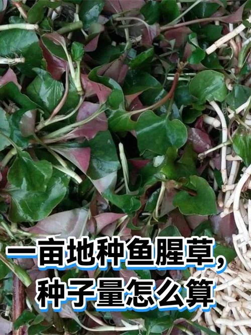 鱼腥草一亩地多少成本_1