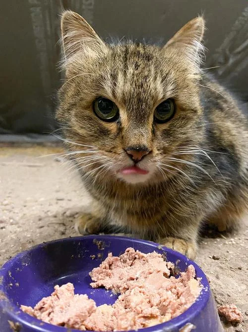 梦见饥饿的猫咪_1