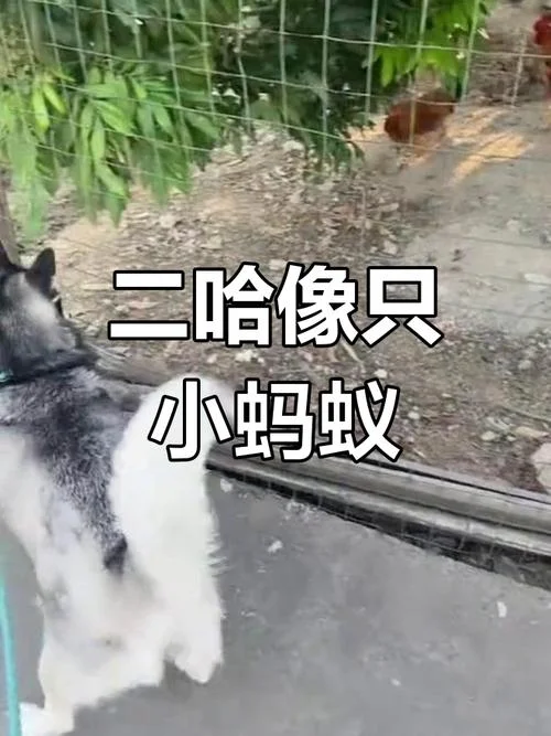 热锅上的蚂蚁的下一句_2