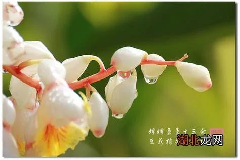 豆蔻年华出处-豆蔻年华出处
