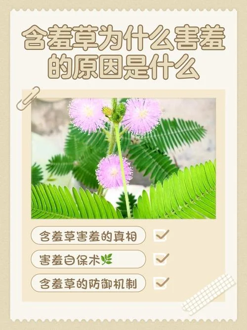 送含羞草代表什么意思_1