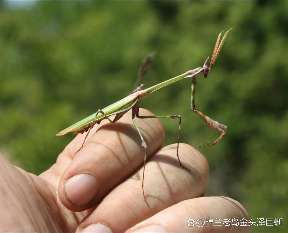 螳螂叫什么_2