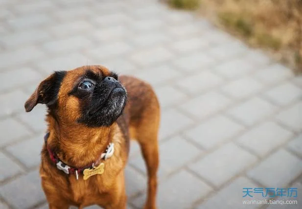梦见狗向我扑来咬我_2