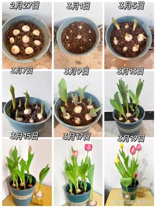 郁金香的花期在几月-郁金香花期在 5-6 月