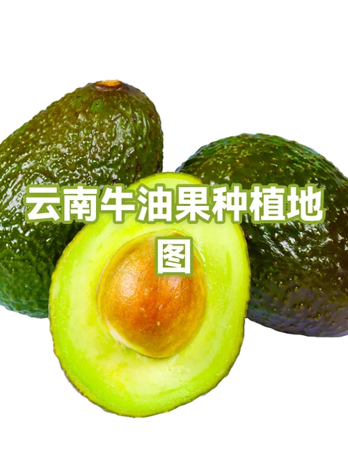 牛油果种植气候条件_2