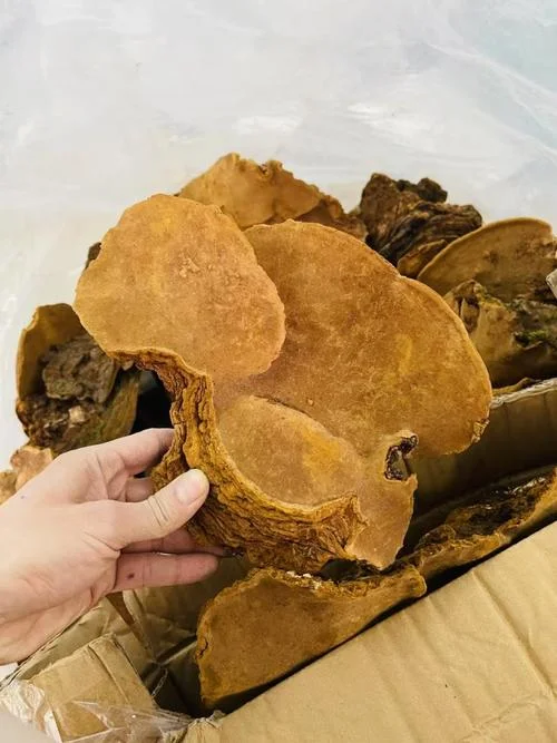 桑黄种植亩成本多少_2