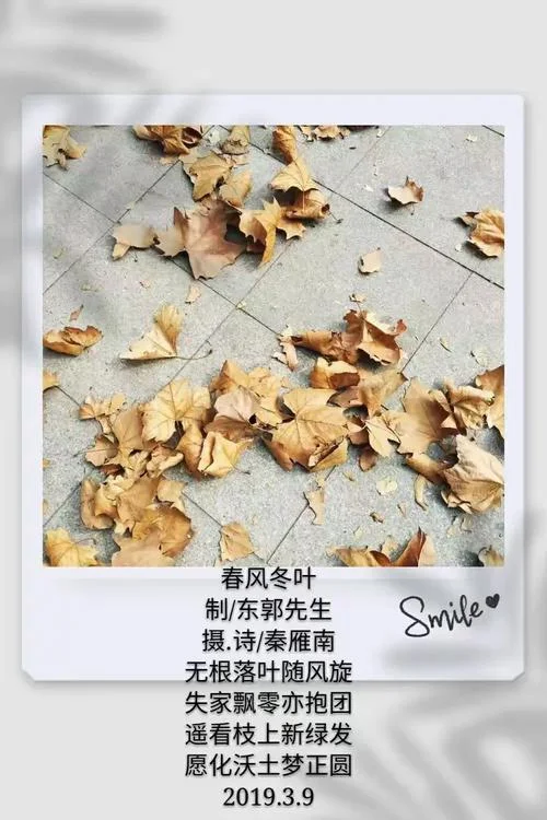 落叶无根下一句_1