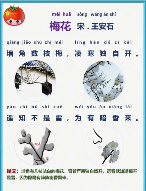 墙角数枝梅下一句是啥_1