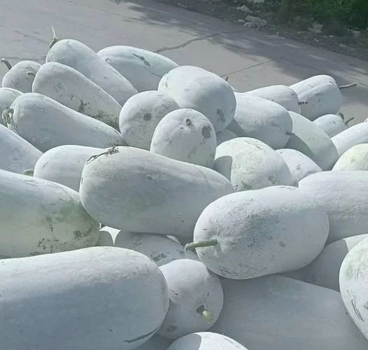 种冬瓜一亩有多少利润_2