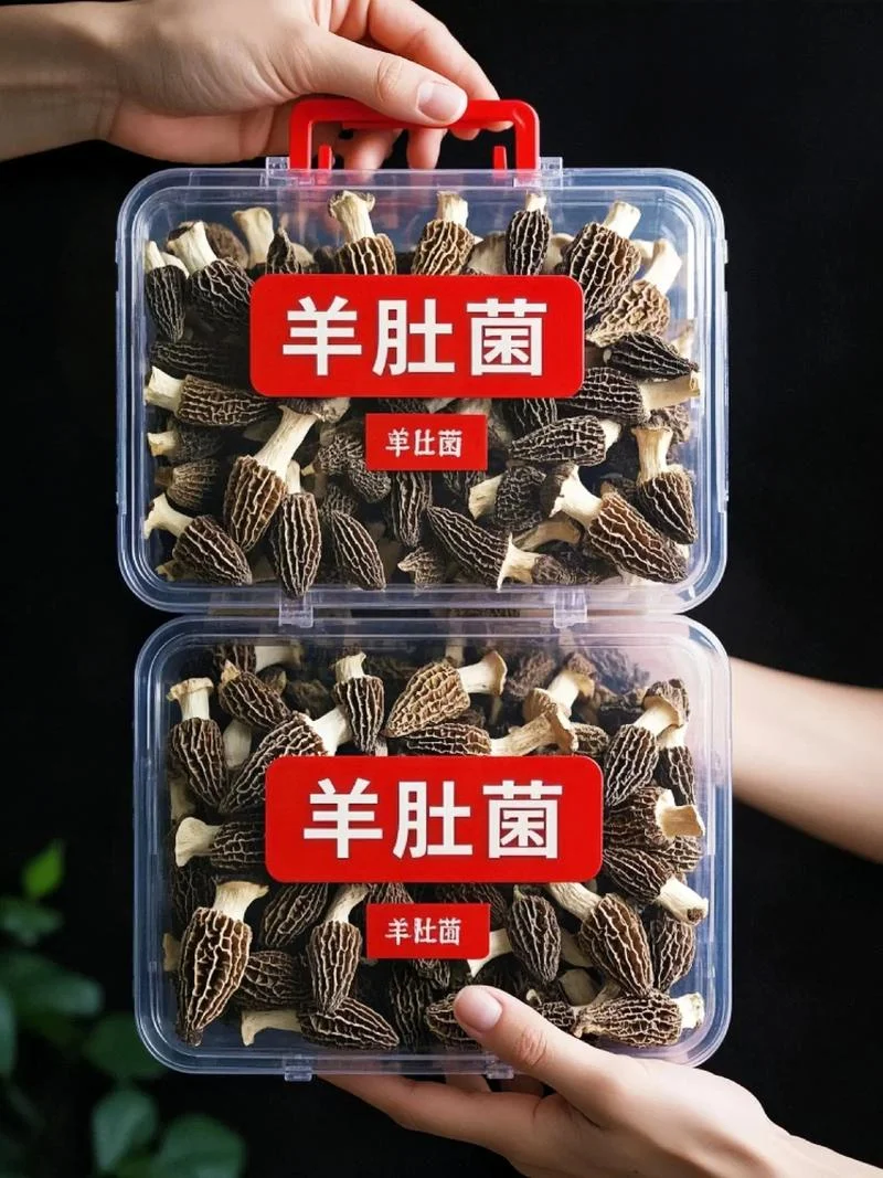 网状的菌类叫什么_1