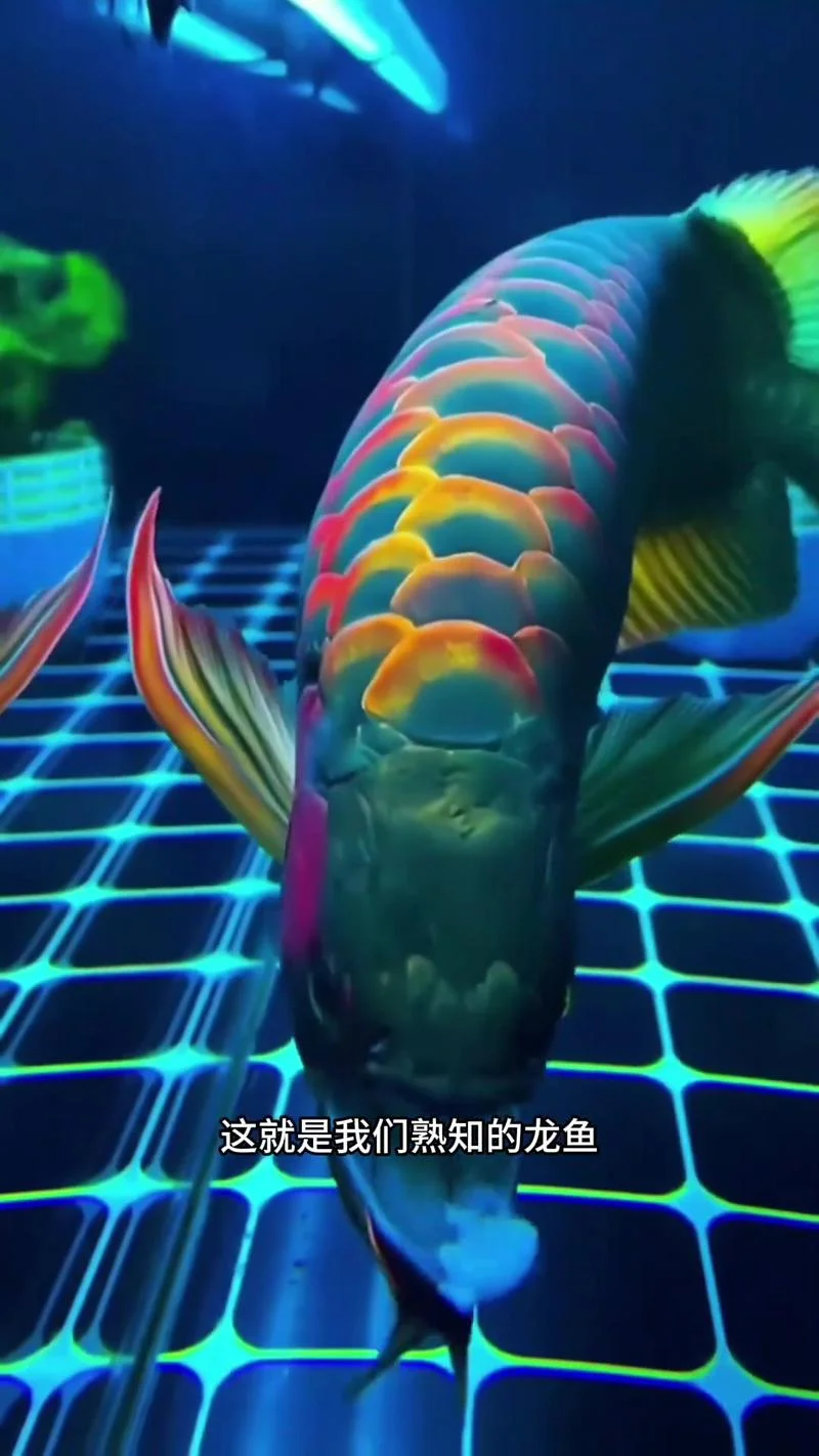 什么是龙鱼_1
