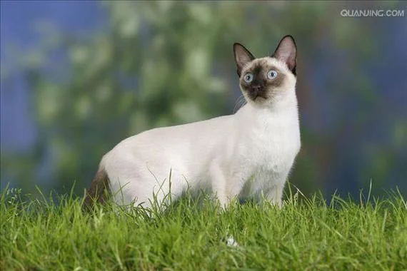 猫的品种叫什么罗_1