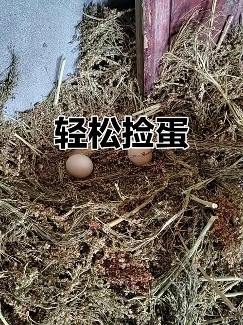 梦到捡鸡蛋是什么意思_1