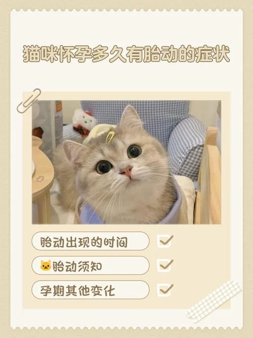 周公解梦孕妇篇梦见猫-周公解梦见猫梦