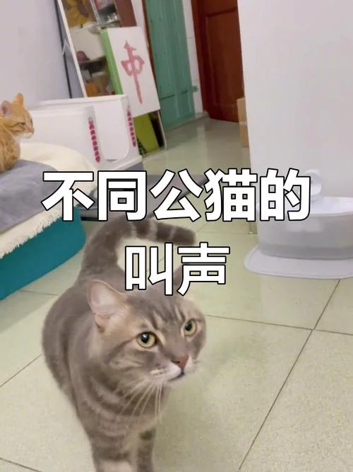 听杰伦歌的猫叫什么_2