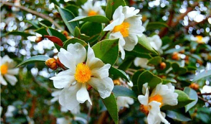 白茶花又叫什么_1